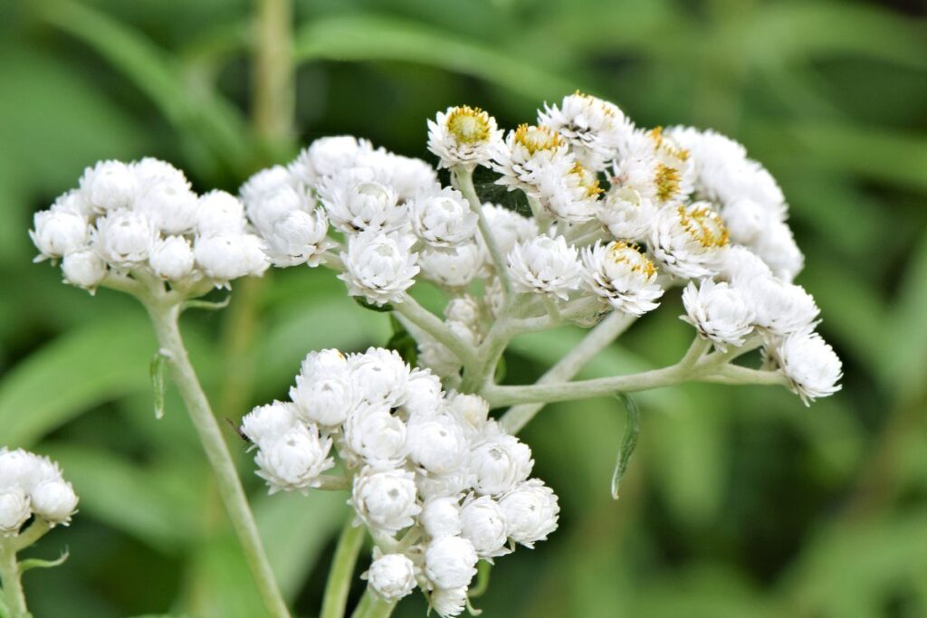 Vielköpfiges Ruhrkraut