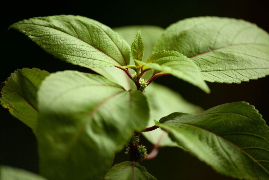 Mamaki-Tee: Überblick