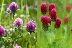 Red Clover vs. Crimson Clover