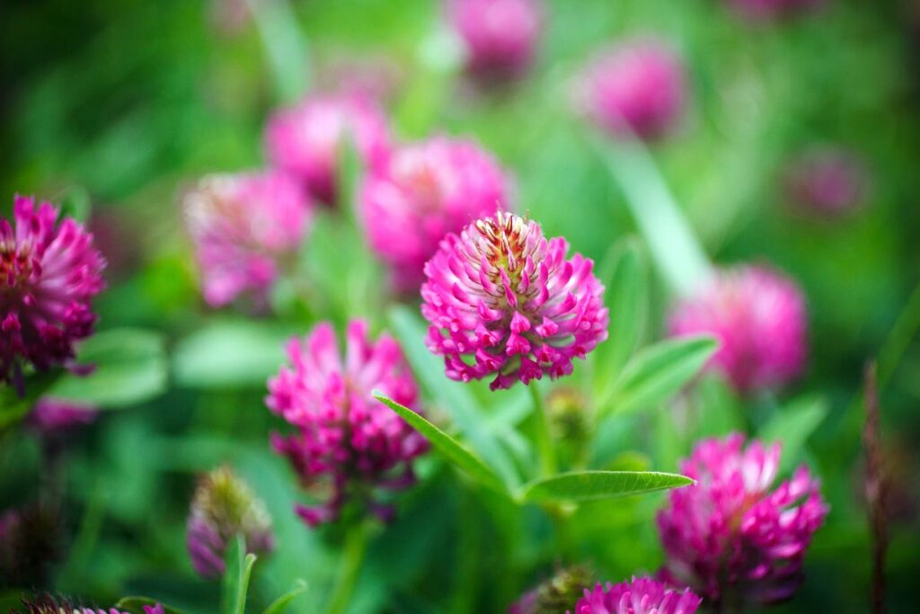 Vorteile von Purpurklee