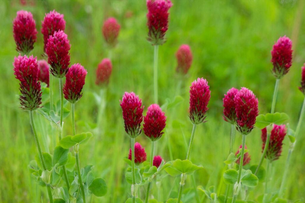 Verwendung von Rotklee