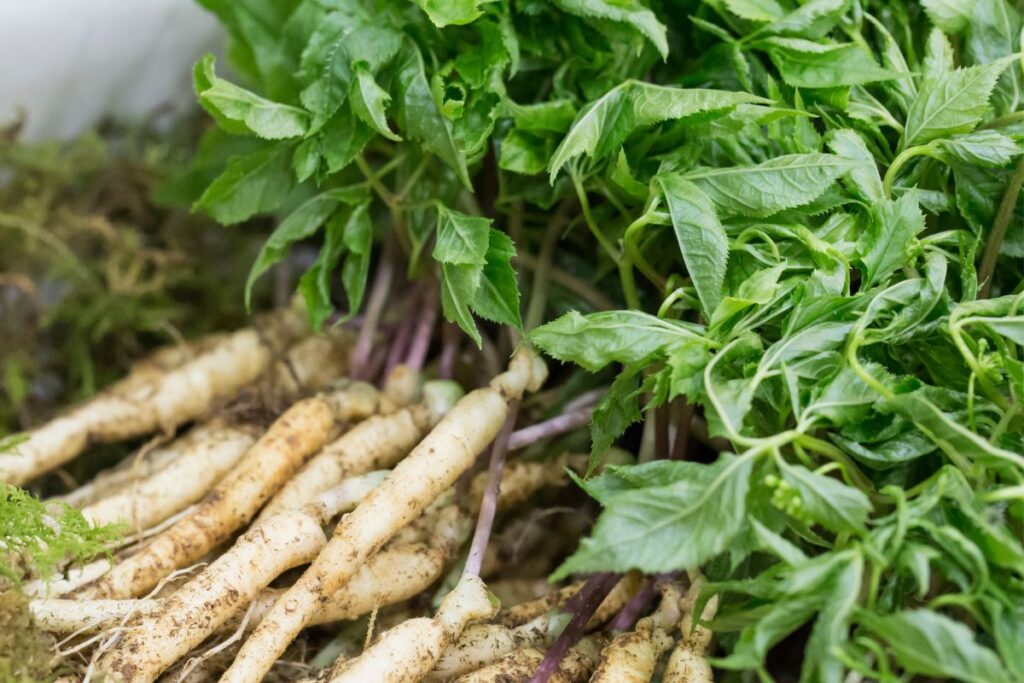 Der Ursprung des amerikanischen Ginsengs